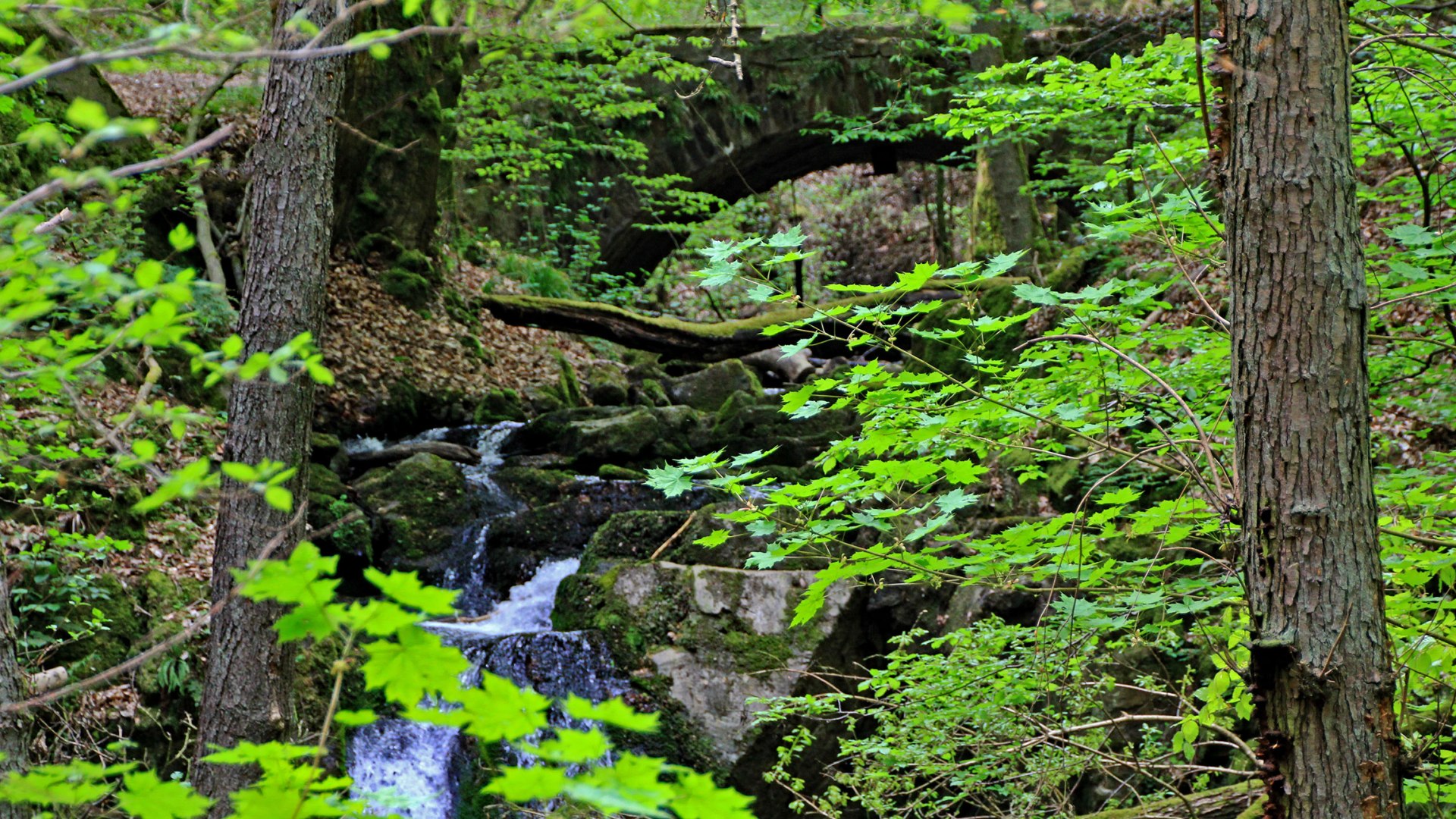 Im Morgenbachtal bei Trechtingshausen | © Norbert Schöck Im Morgenbachtal bei Trechtingshausen | © Norbert Schöck