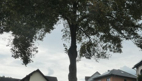 S&auml;ngerlinde | &copy; Christian Kuhn, RNT