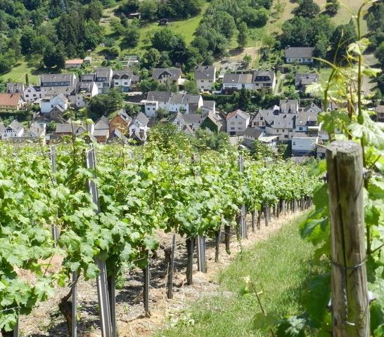 Blick aus den Weinbergen | &copy; Weingut Stassen